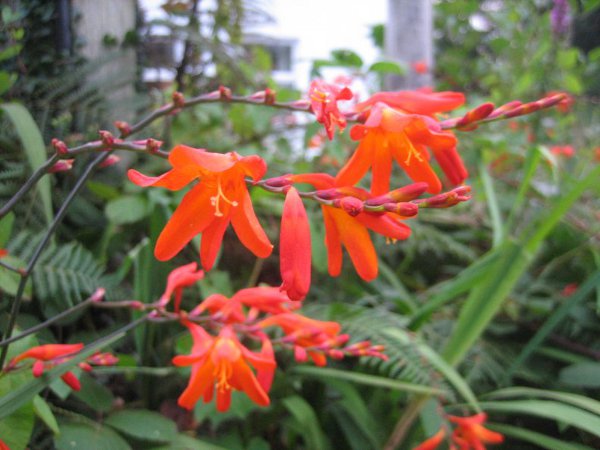 orange crocosmia flowers